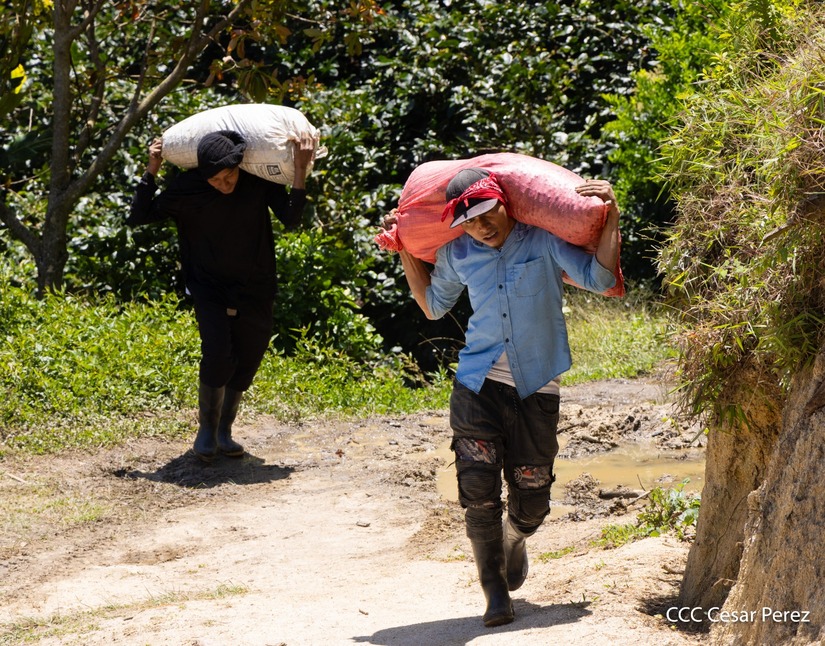 Produccion-de-Cafe-en-Nicaragua-46