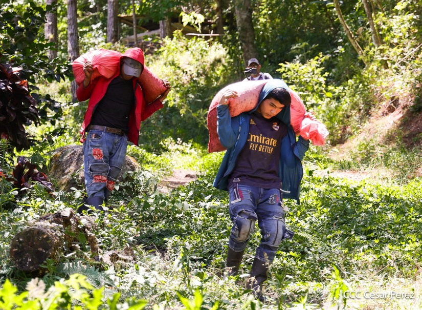 Produccion-de-Cafe-en-Nicaragua-48