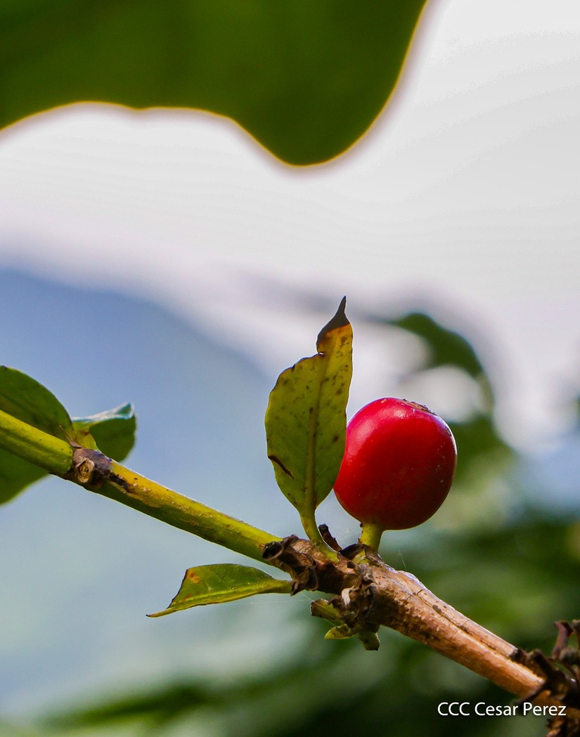 Produccion-de-Cafe-en-Nicaragua-50