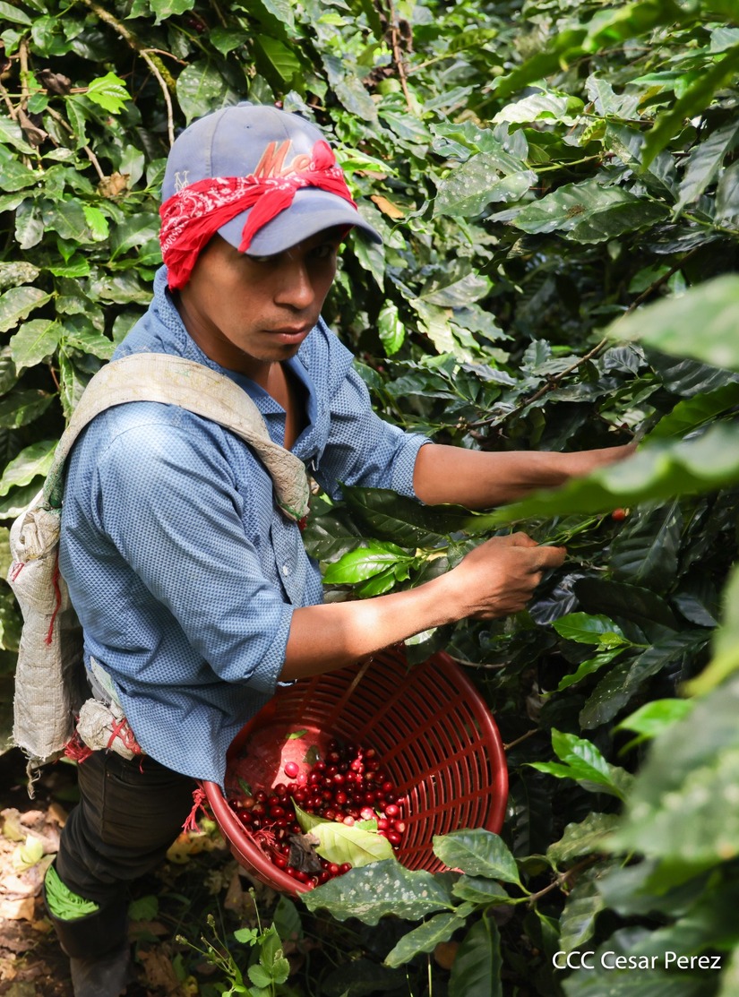 Produccion-de-Cafe-en-Nicaragua-52