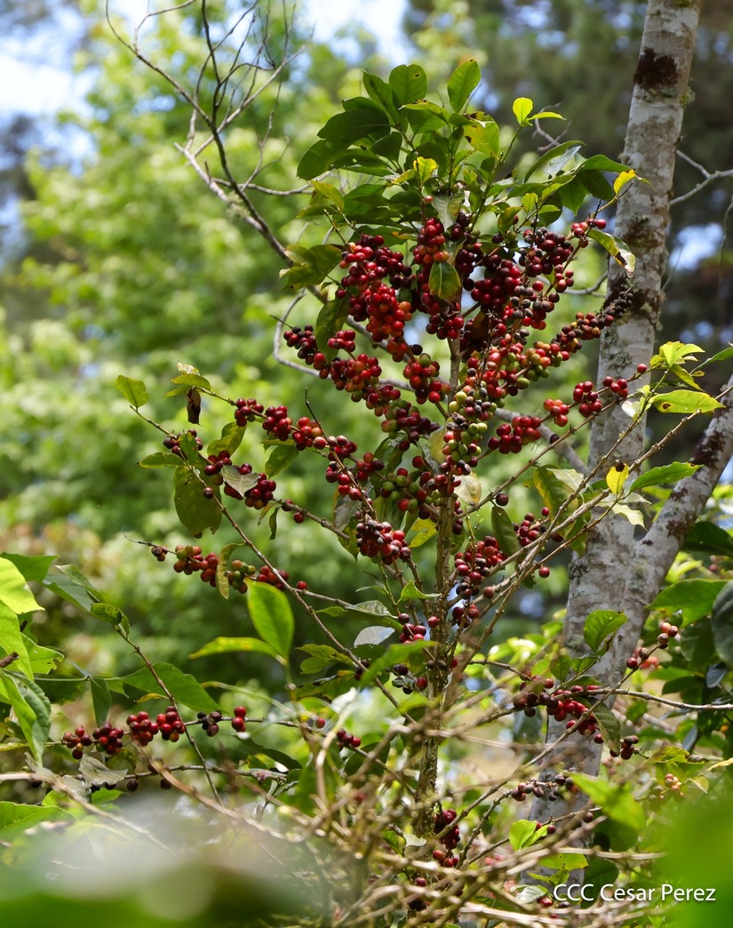 Produccion-de-Cafe-en-Nicaragua-53