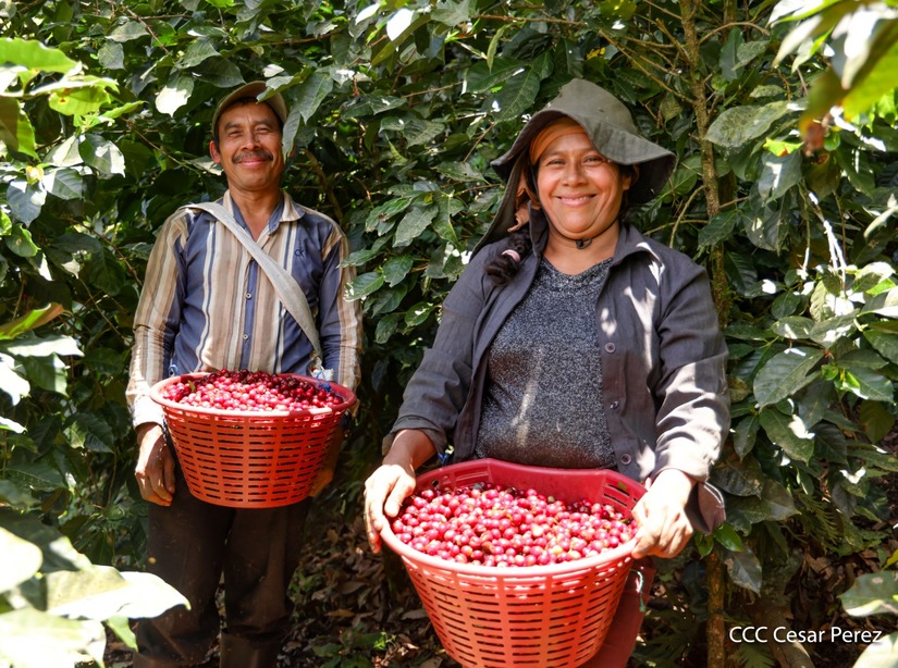 Produccion-de-Cafe-en-Nicaragua-56