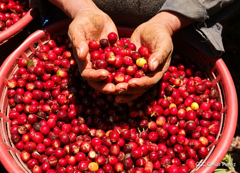 Produccion-de-Cafe-en-Nicaragua-57