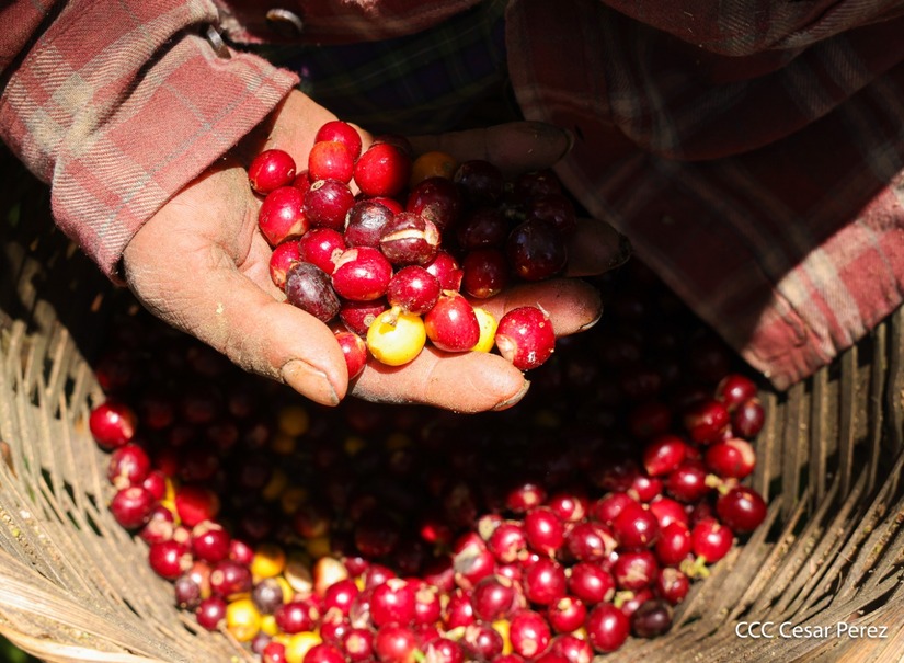 Produccion-de-Cafe-en-Nicaragua-60