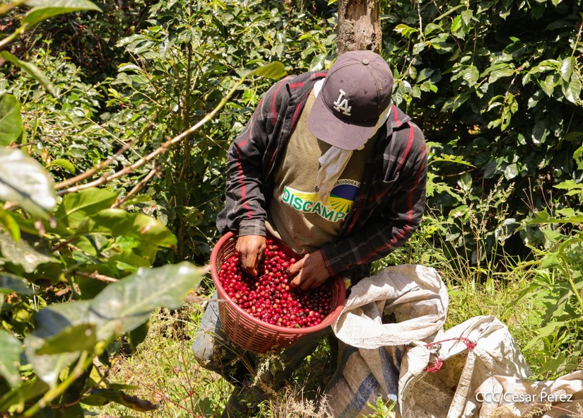 Produccion-de-Cafe-en-Nicaragua-62