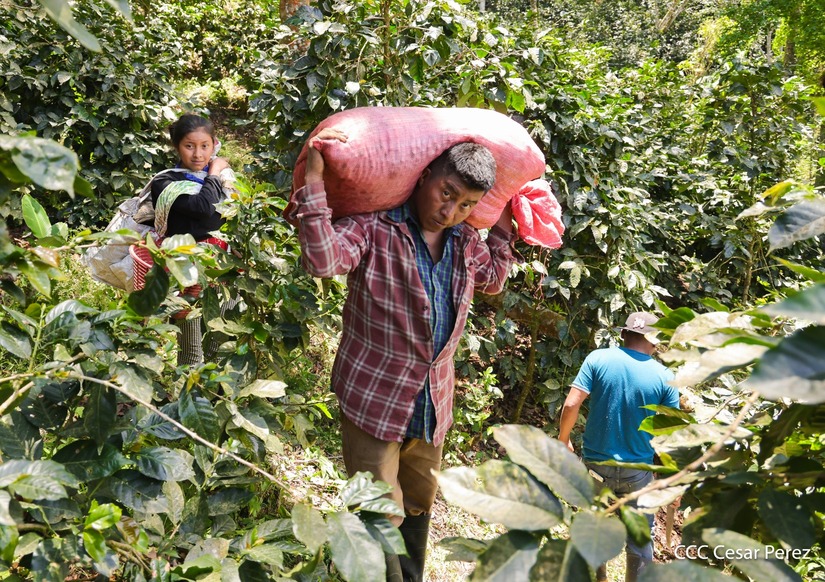 Produccion-de-Cafe-en-Nicaragua-64