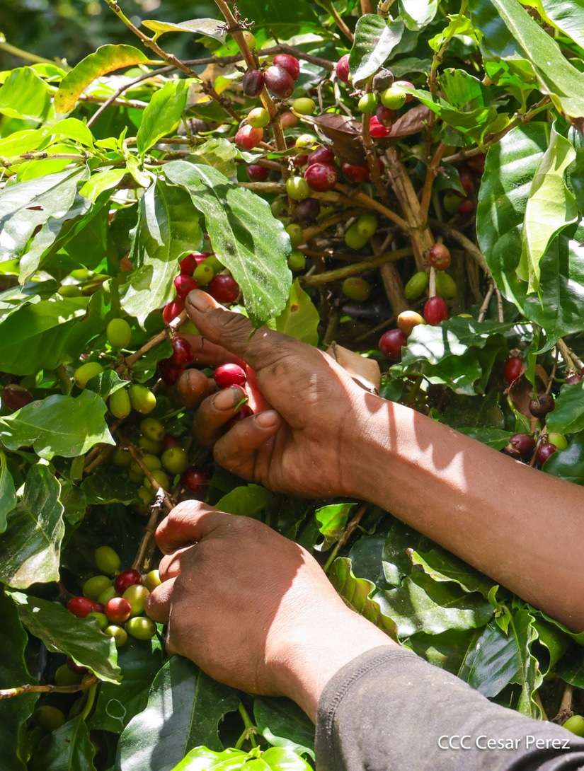 Produccion-de-Cafe-en-Nicaragua-69
