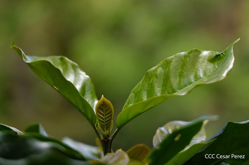 Produccion-de-Cafe-en-Nicaragua-71