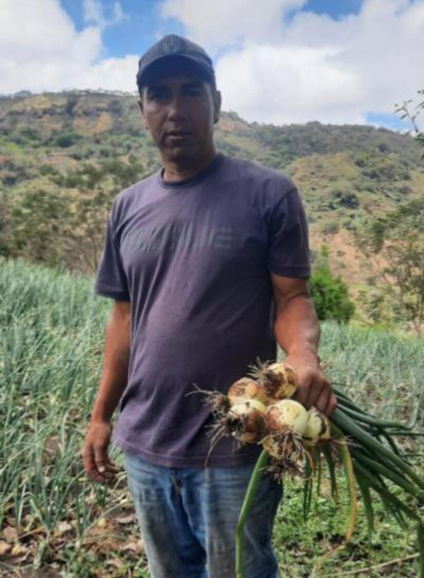 Produccion-de-cebolla-1