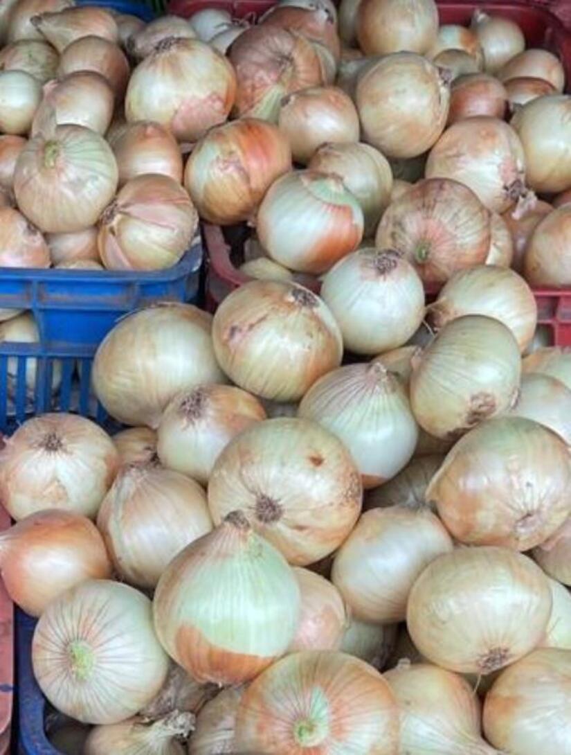 Produccion-de-cebolla-2