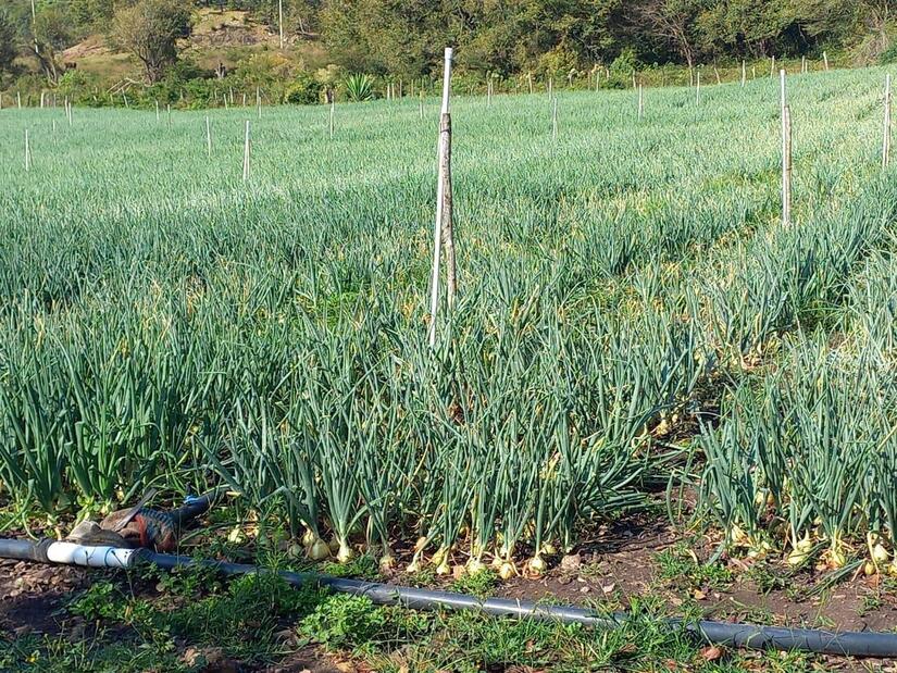 Produccion-de-cebolla-3