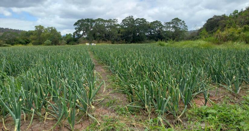 Produccion-de-cebolla-4