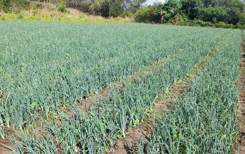 Produccion-de-cebolla-5