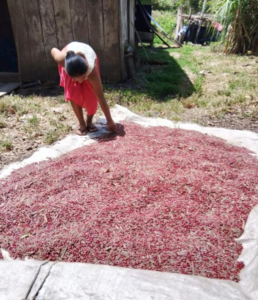 Produccion-de-frijo-en-Nicaragua-1