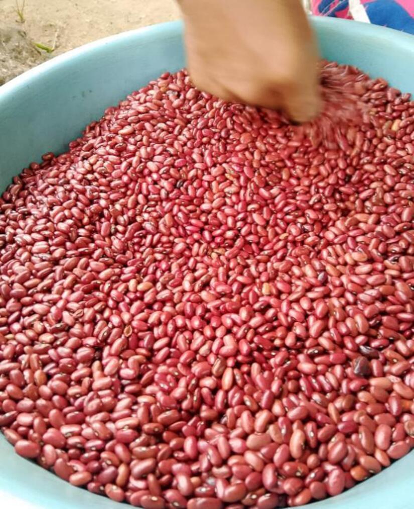 Produccion-de-frijo-en-Nicaragua-2