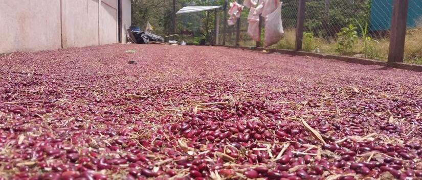 Produccion-de-frijo-en-Nicaragua-3