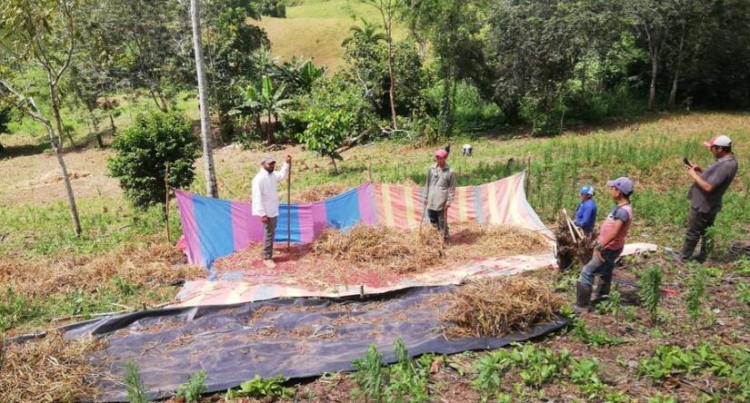 Produccion-de-frijo-en-Nicaragua-5