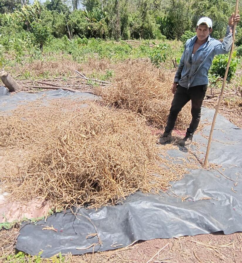 Produccion-de-frijo-en-Nicaragua-6