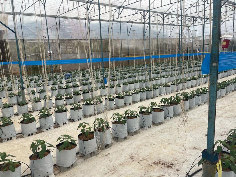 Intercambio-cafetalero-en-Vietnam-8