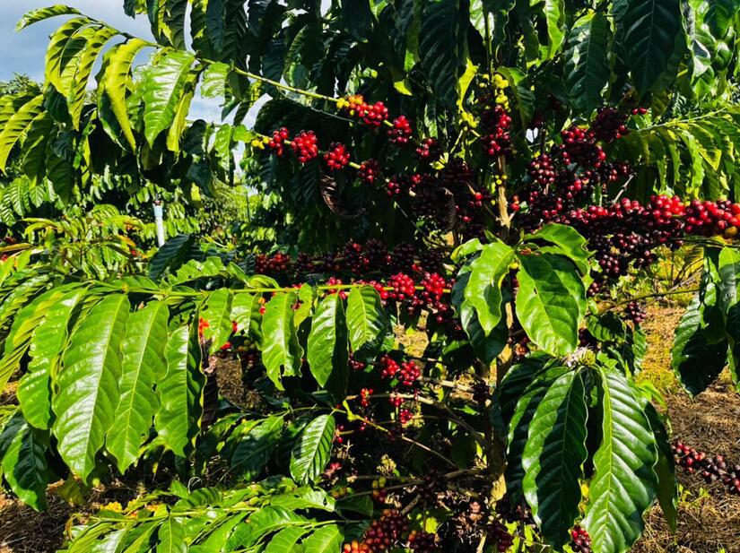 Intercambio-cafetalero-en-Vietnam-9