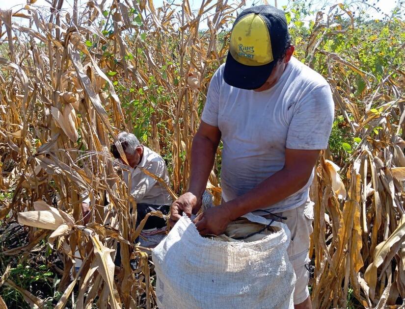 Ministerio-Agropecuario-de-Nicaragua-2