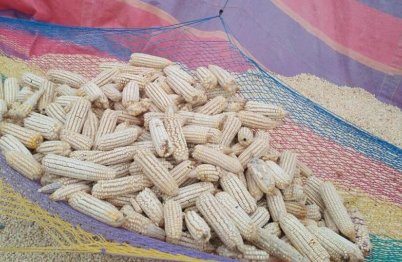 Ministerio-Agropecuario-de-Nicaragua-4