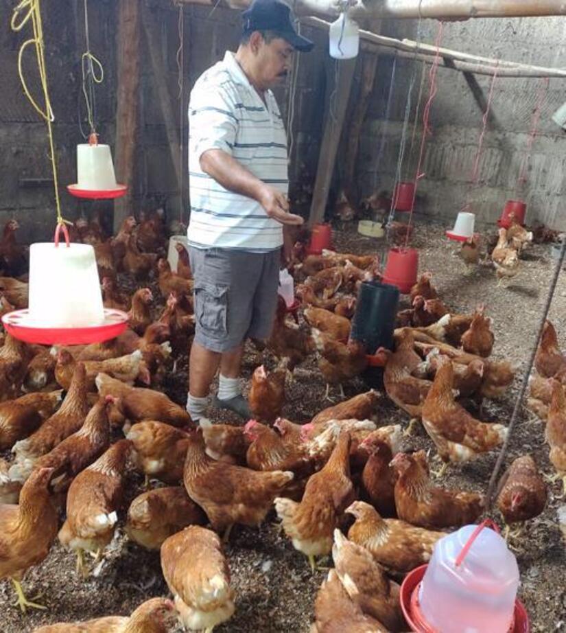 Produccion-de-huevo-en-Nicaragua--(1)