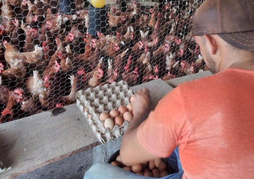 Produccion-de-huevo-en-Nicaragua--(2)