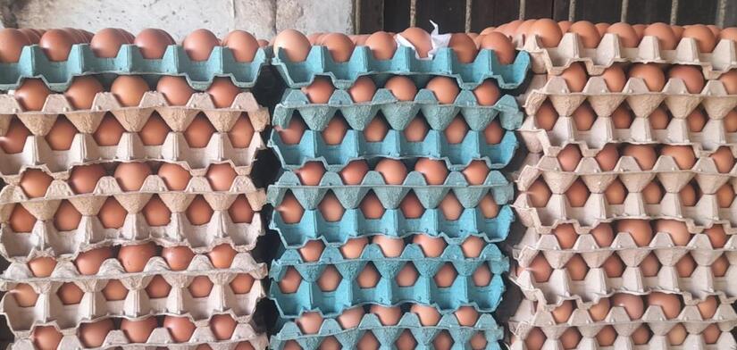 Produccion-de-huevo-en-Nicaragua--(4)