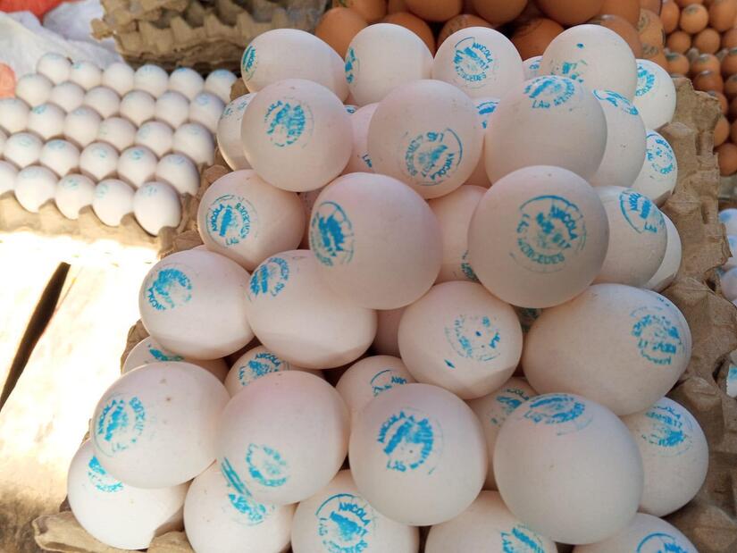 Produccion-de-huevo-en-Nicaragua--(5)