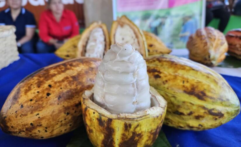 Festival-del-cacao-7