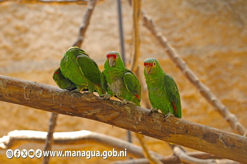 Zoologico-Nacional-1