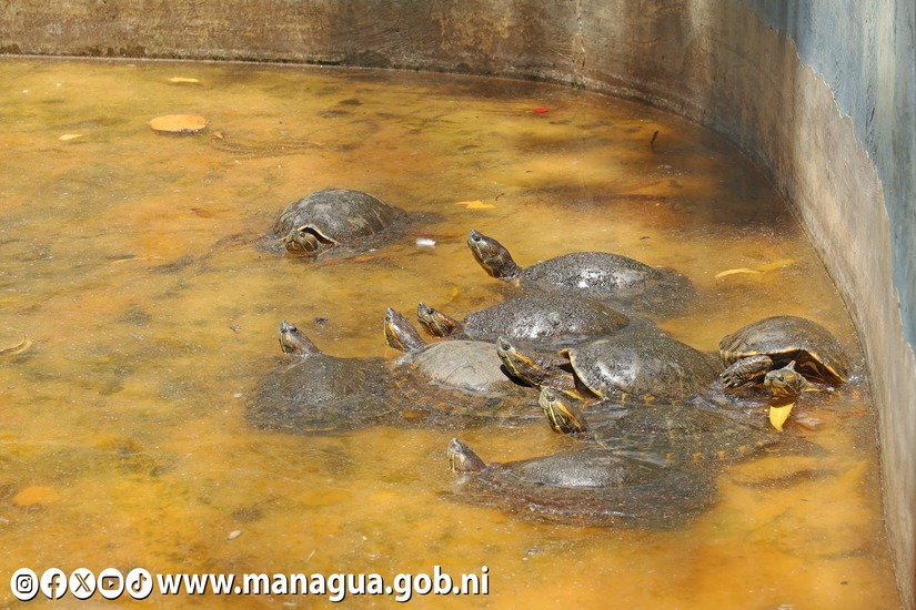 Zoologico-Nacional-12