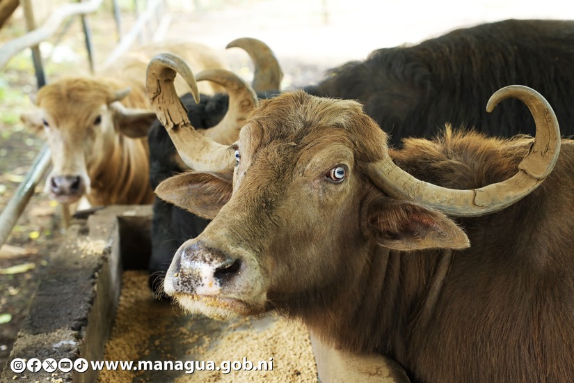 Zoologico-Nacional-17