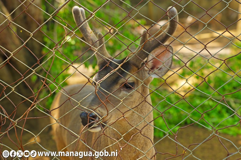 Zoologico-Nacional-23
