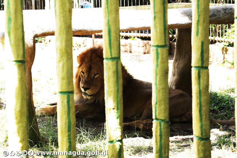 Zoologico-Nacional-27