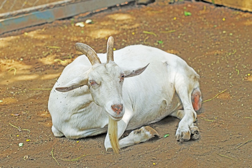 Zoologico-Nacional-29