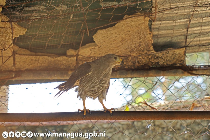 Zoologico-Nacional-34