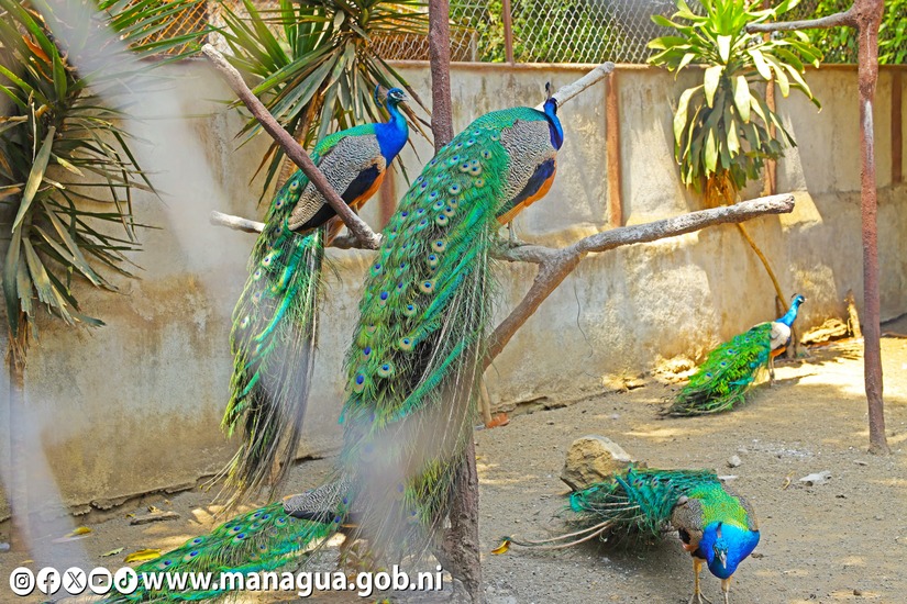 Zoologico-Nacional-36