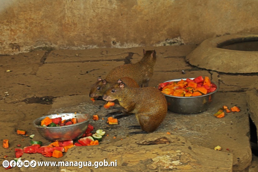 Zoologico-Nacional-39