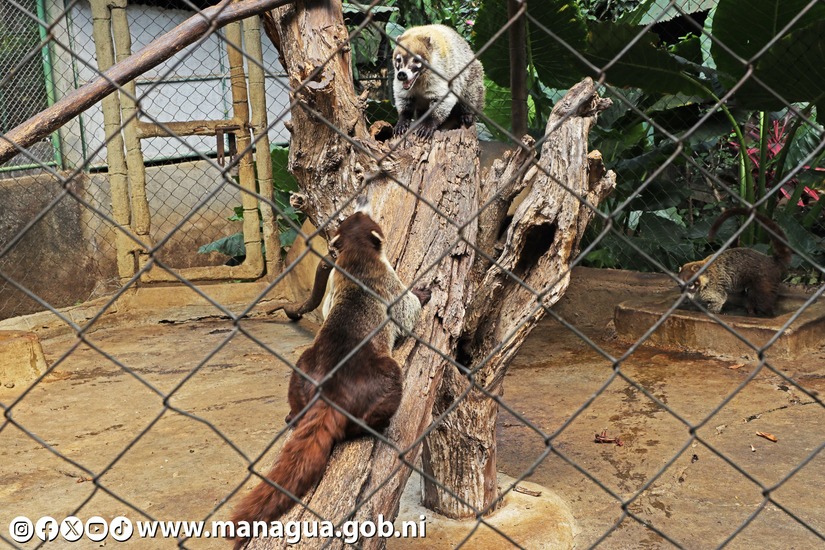 Zoologico-Nacional-41