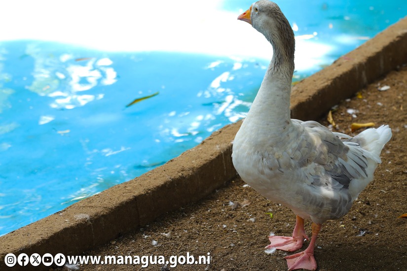 Zoologico-Nacional-5