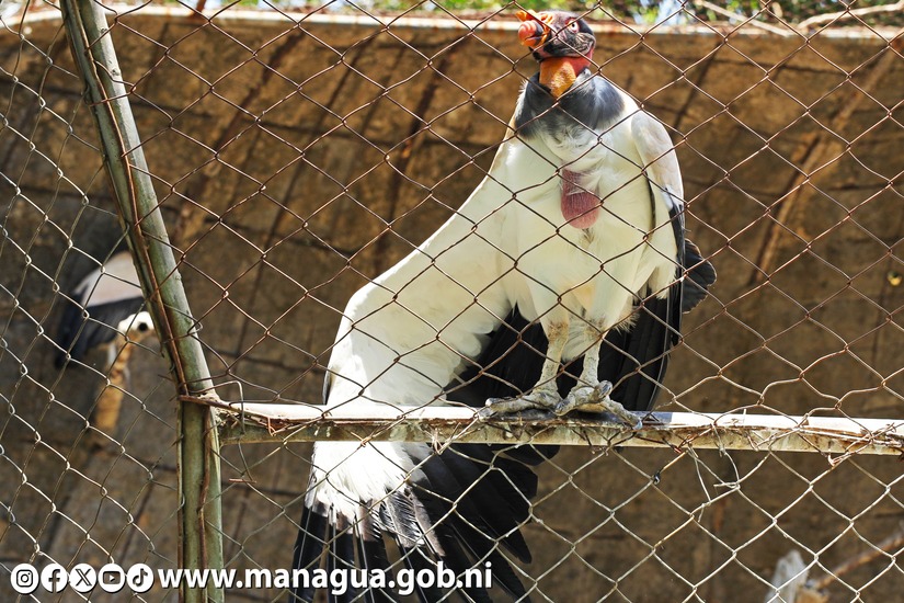 Zoologico-Nacional-9