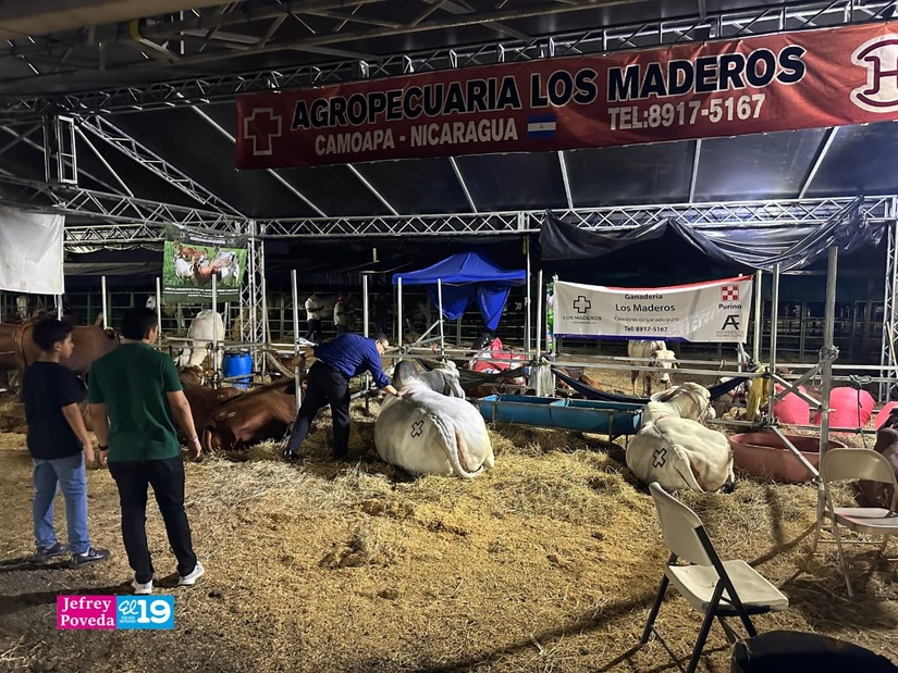 FERIA-GANADERA--(11)