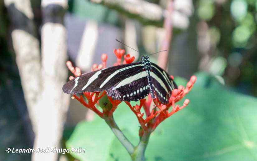 ZOOLOGICO-NACIONAL--(20)