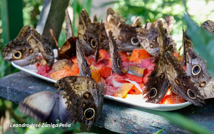 ZOOLOGICO-NACIONAL--(21)