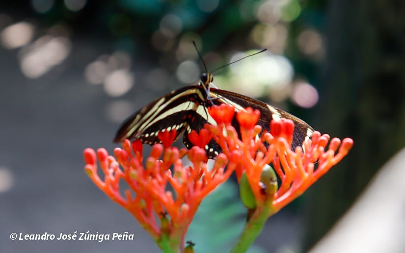 ZOOLOGICO-NACIONAL--(22)