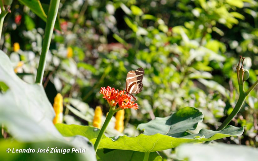 ZOOLOGICO-NACIONAL--(23)