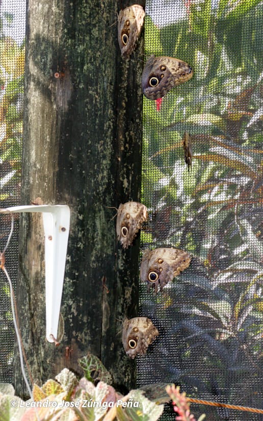 ZOOLOGICO-NACIONAL--(24)