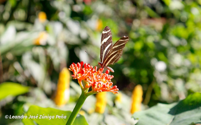 ZOOLOGICO-NACIONAL--(25)